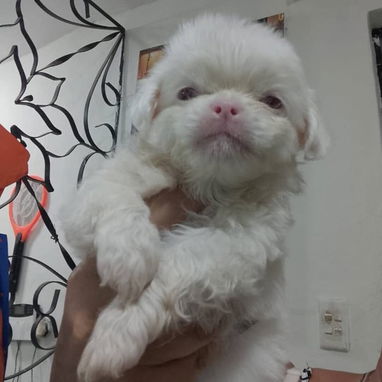 PEQUINÉS ALBINOS,machos,en 70 USD o equivalente,TENGO MENSAJERÍA,de 50 días,desparacitados,ENTREGAN CON HISTORIA CLÍNICA - Img 123312418