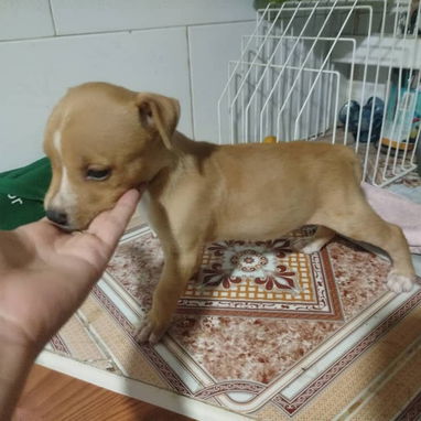 PITBULL,de ambos sexos,en 120 USD o equivalente en moneda nacional,TENGO MENSAJERÍA,tienen 48 días y están desparacitado - 8/10