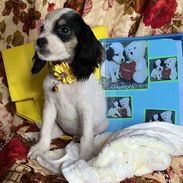 Venta de coker spaniel contactar con 55000733 - Img 58132313