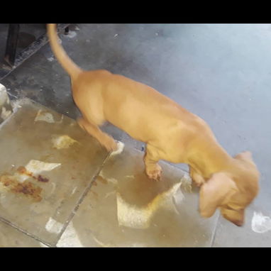 Tenemos , pitbull, Chihuahua, shitzu, labradora , Rottweiler, , Malinois, salchicha,entre otros ,llame al 53818081 - Img 123904440