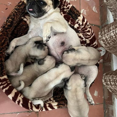 PUG CARLINO,ambos sexos,en 300 USD o equivalente en moneda nacional,TENGO MENSAJERÍA,tienen 42 días y están desparacitad - 8/9