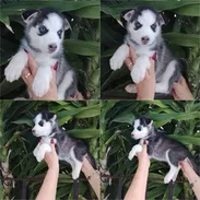 💜💜💜* 🐶 HUSKY SIBERIANOS  MACHOS WHATSAPP 58746643  *💜💜💜. - Img 54509240