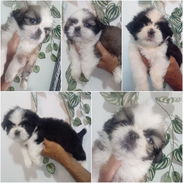 ((( SHIH TZU CAMADA EN VENTA WHAT'SAPP 52506841 ))) - Img 54885378