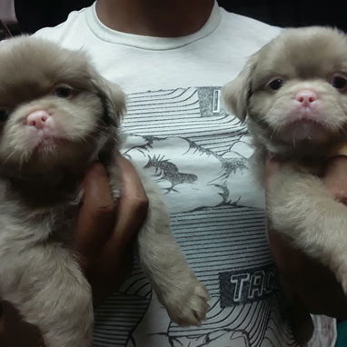 2 cachorritas con 45 Días de nacidas - 2/2