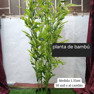 Planta hermosa - Img 121840761