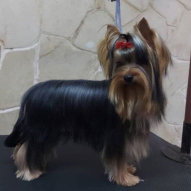 (((  YORKSHIRE TERRIER HEMBRAS CON PEDIGREE ORIGEN GARANTIZADO ))) - Img 125452593