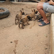 Vendo cachorros desparacitados malinois 56891683 - Img 57514700
