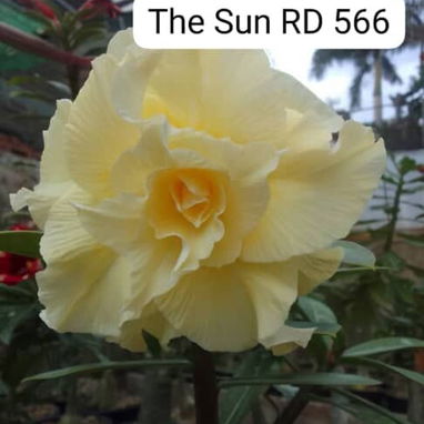 Adenium - 3/10
