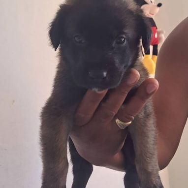PASTOR MALINOIS,ambos sexos,en 150 USD o equivalente(ACEPTO TRANSFERENCIA)TENGO MENSAJERÍA,de 35 días y desparacitados - Img 123314143