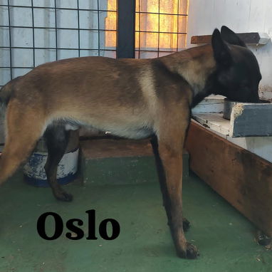Macho Pastor Belga Malinois para monta - 2/2