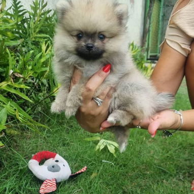💖 POMERANIA HEMBRITA CARA DE OSO BETTY MASCOTAS WHATSAPP 52506841 💖 - 4/6