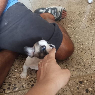 BULLDOG FRANCES,hembras,en 750 USD o equivalente,TENGO MENSAJERÍA,tienen 43 días y están desparacitadas - 4/10