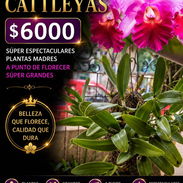 Las más espectaculares orquídeas en el jardín de Venus contáctanos ahora - Img 56875936