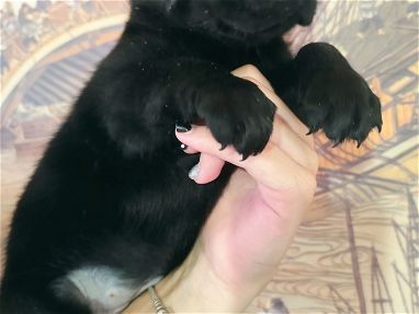 Labradores, salchichas ,dálmatas y masss - Img main-image-45746825