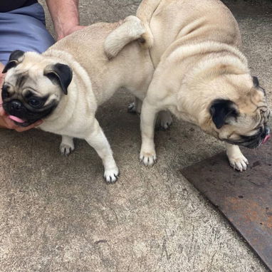 PUG CARLINO,hembra,en 450 USD o equivalente,TENGO MENSAJERÍA,tienen 5 meses,2 VACUNAS PUESTAS y con historia clínica - Img 124411334