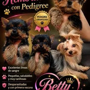 (((( YORKSHIRE TERRIER CON PEDIGREE HEMBRITAS BETTY MASCOTAS WHATSAPP 52506841 )))) - Img 56014462