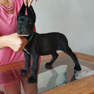 CANE CORSO CON PEDIGREE - Img 125279896