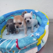 Todo lo que buscas en mascotas está aquí pitbull, Chihuahua, shitzu, labradora, Rottweiler, salchicha 53818081 - Img 56366154