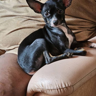 Se venden estas dos perritas 🐶 chihuahuas Cabeza de venado de un año (Vírgenes) y bien cuidadas - Img 123636798