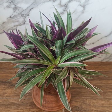 Plantas ornamentaleles para decoracion. - 8/8