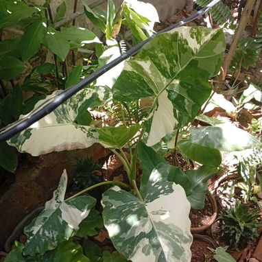 Plantas ornamentales de todo tipo - Img 99194838