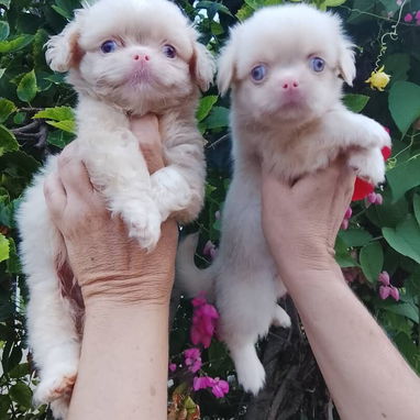 ((( CACHORROS DE SPANIEL TIBETANOS AMBOS SEXOS WHATSAPP 58746643 ))). - 3/7