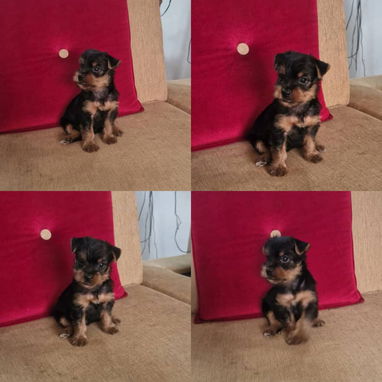 🐾✨ SUS VENTAJAS POR LA COMPRA BETTY MASCOTAS WHATSAPP 52506841 ✨🐾 - 10/10