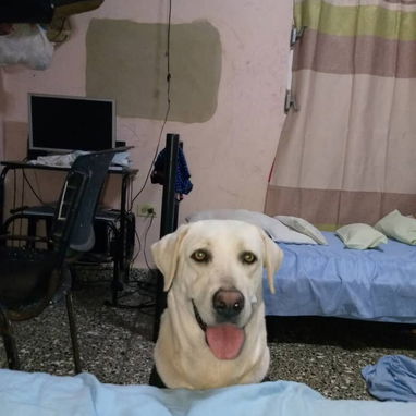 LABRADORES,hembras,en 150 USD o equivalente(ACEPTO TRANSFERENCIA)TENGO MENSAJERÍA,tienen 25 días y están desparacitada. - Img 122716203