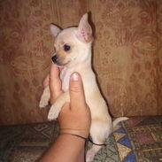 Se venden cachorros de Chihuahua - Img 45261063
