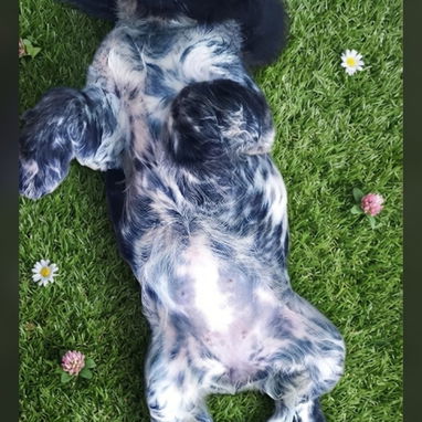 ((( 💜 COCKER SPANIEL HEMBRITA BETTY MASCOTAS WHATSAPP 52506841 💜 ))) - Img 125685975
