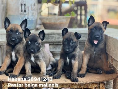 Hermosos cachorros de pastor belga malinois Hembras y machos - Img main-image-45689526