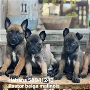 Cachorros de pastor belga malinois hembras y macho - Img 45701430