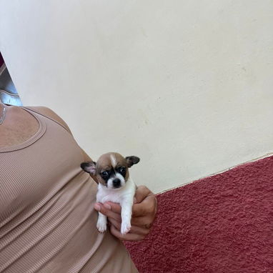 SHIHUAHUA MINI,macho,en 150 USD o equivalente(ACEPTO TRANSFERENCIA)TENGO MENSAJERÍA,tiene 55 días y está desparacitado. - Img 122734779