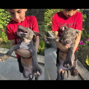 Pitbull - Img 57133168