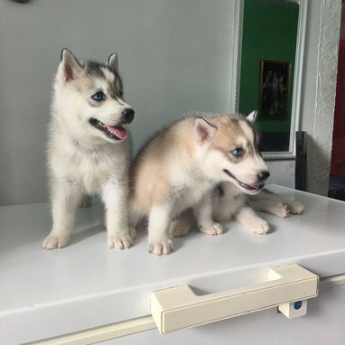 Husky siberiano - Img 124276488