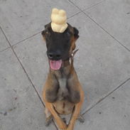 Educador canino - Img 54587021