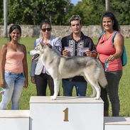 Husky siberiano del club - Img 56084071